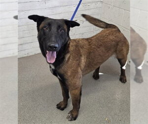 Mutt Dogs for adoption in San Bernardino, CA, USA