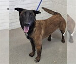 MELJOY - Female Mutt Dog for Adoption - Small photo