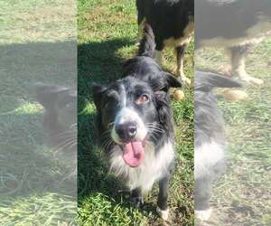 Border Collie Dogs for adoption in Highland, IL, USA