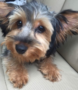 Medium Photo #1 Yorkshire Terrier Puppy For Sale in WILMINGTON, DE, USA