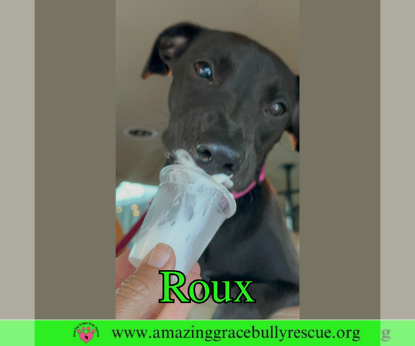 Medium Photo #3 Mutt Puppy For Sale in Milton, FL, USA