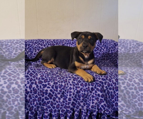 Medium Photo #3 German Shepherd Dog-Unknown Mix Puppy For Sale in Mobile, AL, USA