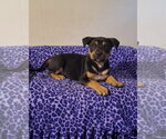 Small #2 German Shepherd Dog Mix