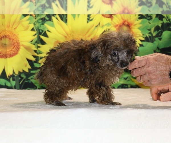 Medium Photo #24 Poodle (Toy) Puppy For Sale in DYERSBURG, TN, USA