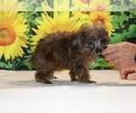 Spirit - Male Poodle (Toy) Puppy for Sale - Photo #24