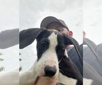 Small Great Dane