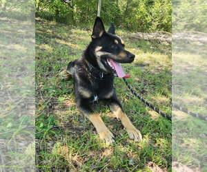 Siberian Husky Dogs for adoption in Glen Allen, VA, USA