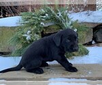 Small #1 Labrador Retriever