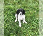 Small Photo #5 STABYHOUN Puppy For Sale in CASSADAGA, NY, USA