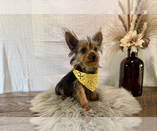 Medium Photo #1 Yorkshire Terrier Puppy For Sale in NAPPANEE, IN, USA