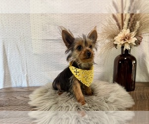 Yorkshire Terrier Puppy for sale in NAPPANEE, IN, USA