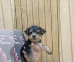 Small Photo #3 Yorkshire Terrier Puppy For Sale in SPENCER, TN, USA