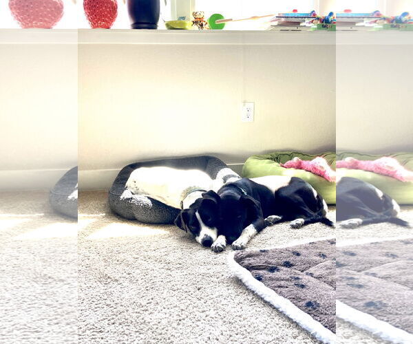 Medium Photo #6 Labrador Retriever-Unknown Mix Puppy For Sale in Fort Collins, CO, USA