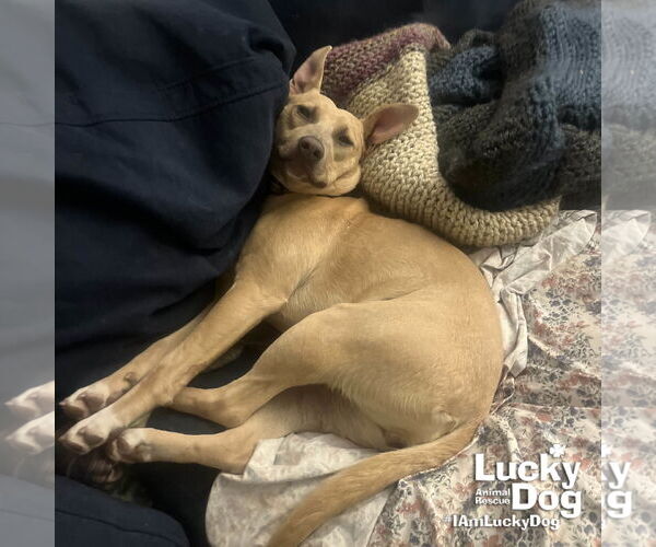 Medium Photo #4 Mutt Puppy For Sale in Washington, DC, USA