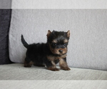 Small Photo #4 Yorkshire Terrier Puppy For Sale in SAN JOSE, CA, USA