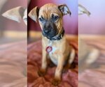 Small Photo #25 Black Mouth Cur-Unknown Mix Puppy For Sale in Wakefield, RI, USA