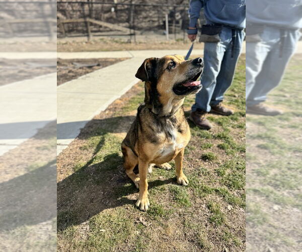 Medium Photo #5 Mutt Puppy For Sale in Elmsford, NY, USA