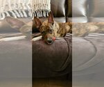 Small Photo #3 Plott Hound-Unknown Mix Puppy For Sale in Myrtle Beach, SC, USA