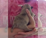 Small Photo #19 French Bullhuahua Puppy For Sale in SPRAGGS, PA, USA