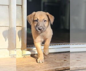 German Shepherd Dog-Unknown Mix Dogs for adoption in Raleigh, NC, USA