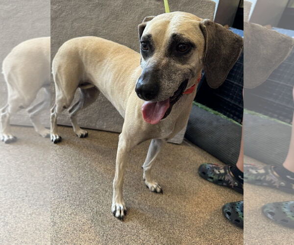 Medium Photo #10 Black Mouth Cur-Unknown Mix Puppy For Sale in Sanford, FL, USA