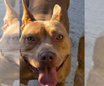 Small #3 American Pit Bull Terrier Mix