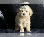 Small Photo #20 Maltipoo (Miniature) Puppy For Sale in WARSAW, IN, USA