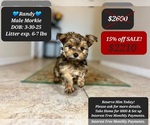 Small Morkie