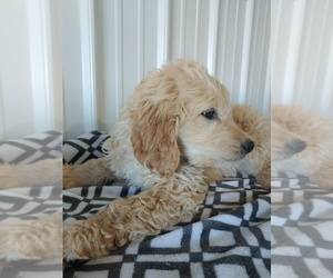 Goldendoodle Puppy for sale in CANON CITY, CO, USA