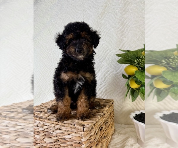 Medium Photo #4 Cock-A-Poo Puppy For Sale in GREENFIELD, IN, USA