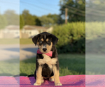 Small Photo #3 Goberian Puppy For Sale in ANTIOCH, TN, USA