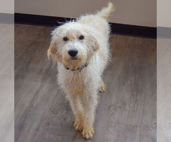 Medium Photo #3 Mutt Puppy For Sale in Huntley, IL, USA