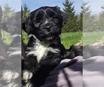Puppy Kalsang Tibetan Terrier