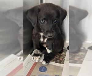 Mutt Dogs for adoption in San Antonio, TX, USA