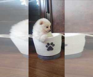 Pomeranian Puppy for sale in STKN, CA, USA