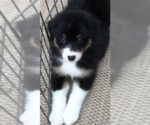 Small Photo #3 Australian Shepherd Puppy For Sale in ZEBULON, GA, USA