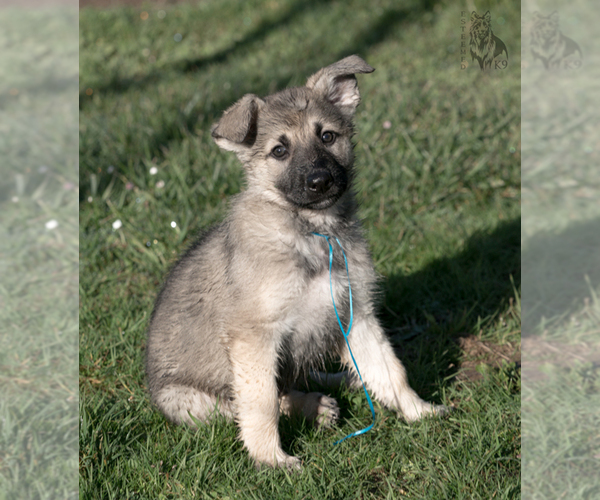 Medium Photo #14 German Shepherd Dog Puppy For Sale in PALERMO, CA, USA