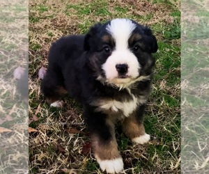 Miniature Australian Shepherd Puppy for sale in SMITHVILLE, AR, USA