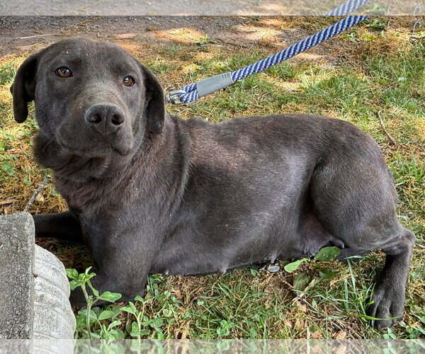 Medium Photo #2 Labrador Retriever-Unknown Mix Puppy For Sale in Rustburg, VA, USA