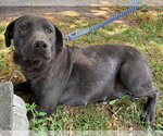 Small #1 Labrador Retriever Mix