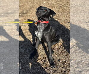 Labrador Retriever Dogs for adoption in Minneapolis, MN, USA