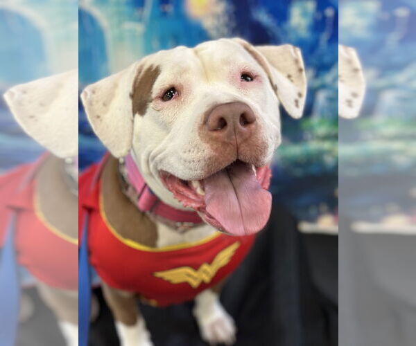 Medium Photo #2 Bullypit Puppy For Sale in SACRAMENTO, CA, USA