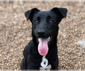 Feist Terrier-Unknown Mix Dogs for adoption in Anniston, AL, USA