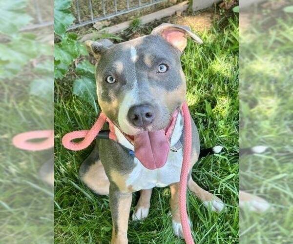 Medium Photo #1 American Pit Bull Terrier Puppy For Sale in Sacramento, CA, USA