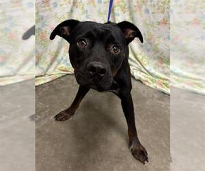 Rottweiler-Unknown Mix Dogs for adoption in Rosenberg, TX, USA