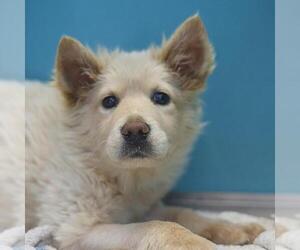 Chow Chow-Unknown Mix Dogs for adoption in San Antonio, TX, USA
