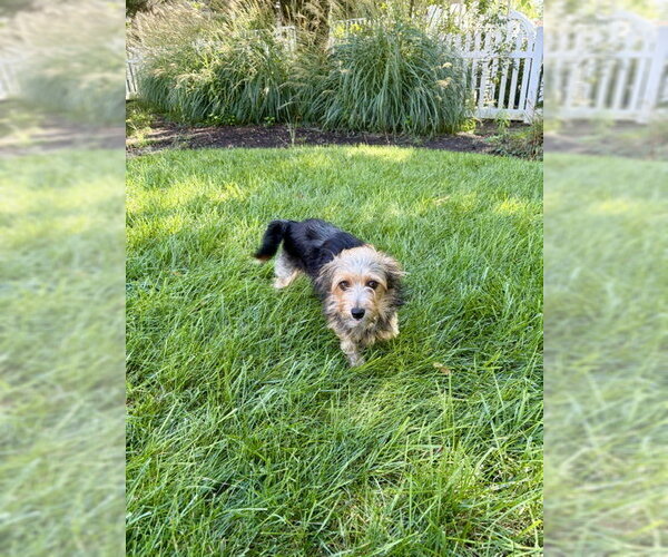 Medium Photo #1 Mutt Puppy For Sale in Allentown,, PA, USA