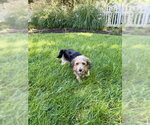 A Beckett - Male Mutt Dog for Adoption - Small photo
