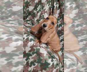Basset Hound Puppy for sale in SALEM, WV, USA