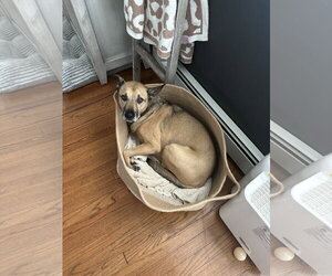XP Bix - Male Mutt Dog for Adoption - Photo #5